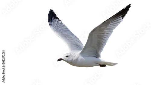 White seagull with black wingtips flying