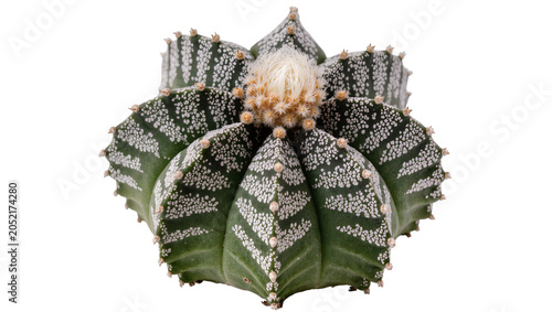 Star Cactus Astrophytum Myriostigma with White Flowers