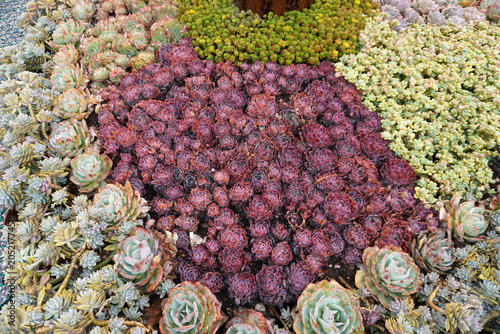 Vibrant succulent garden .The perfect low-maintenance garden inspiration