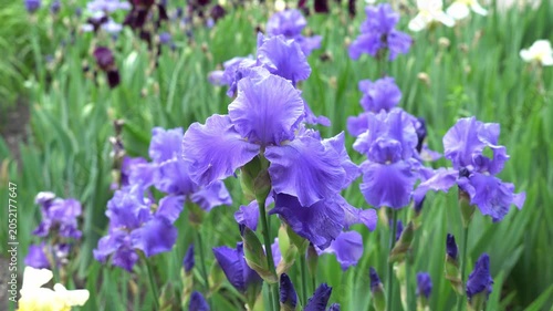 Purple irises bloom vibrantly in a lush green garden, showcasing their delicate petals and adding a splash of color to the natural surroundings. Perfect for floral inspiration