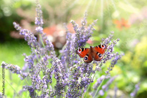 Schmetterling 1042