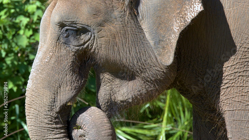 Tablou pe pânză Close Up Profile of an Asian Elephant Chewing Grass in Sunlight