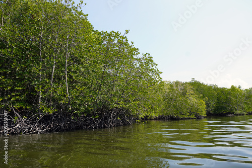 The fertile mangrove forest on the coast of Ban Tha Din Daeng, Thai Mueang District, Phang Nga Province Thailand