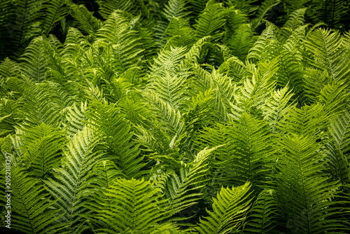 A full frame photograph of ferns growing in springtime