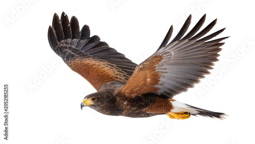 Photos Harris hawk bird of prey in flight with wings spread