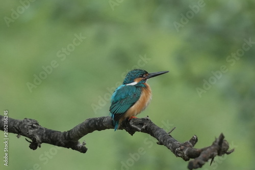 Colorful Kingfisher in Natural Green Background