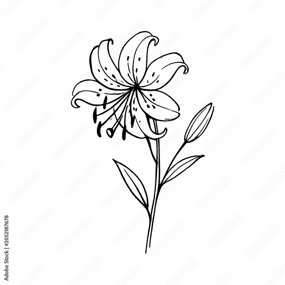 Obraz premium PNG Elegant floral line art illustration.