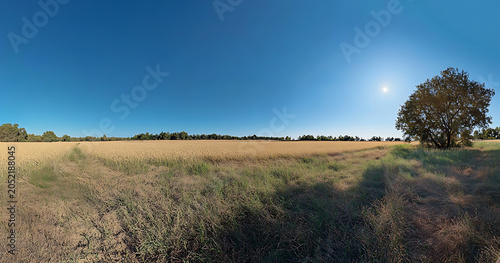 Panoramic view of a golden wheat field under a clear blue sky with a lone tree standing in the distance during a sunny summer afternoon harvest