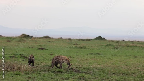 Two spotted hyenas forage across open green plains with distant hills behind them - Masai Mara National Reserve, Kenya | African safari wildlife nature documentary 4K B-roll