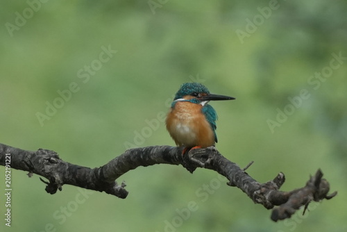 Vivid Blue and Orange Kingfisher on Branch