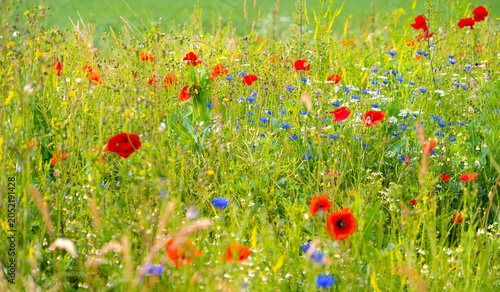 Billede på lærred Colorful early summer flower meadow  panorama