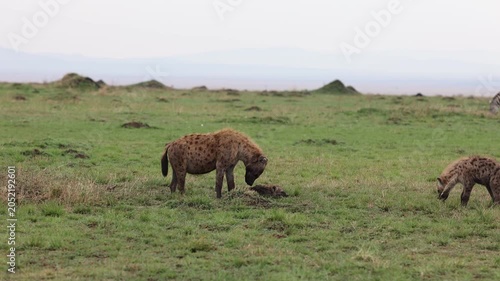 A spotted hyena forages across green savannah grassland in soft light - Masai Mara National Reserve, Kenya | African safari wildlife nature documentary 4K B-roll