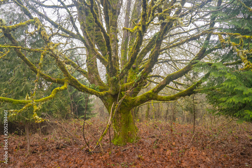 Moss-covered tree in the forest