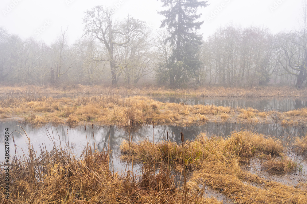 Obraz premium Misty Wetland Landscape