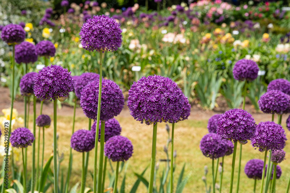 Obraz premium Purple Giant Onion flowers in garden