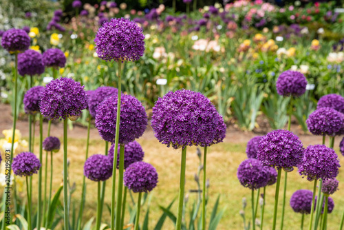 Purple Giant Onion flowers in garden