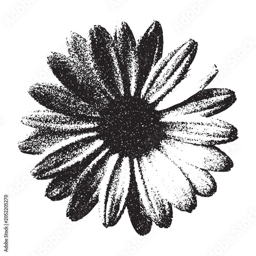 Slika na platnu Chamomile Flower Stipple Illustration