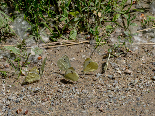 Bild auf Leinwand Small White butterflies Pieris rapae puddling on the ground