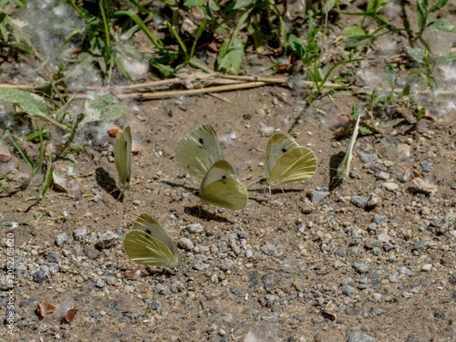 Bild auf Leinwand Small White butterflies Pieris rapae puddling on the ground