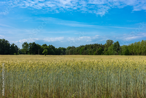 Green ears of unripe grain in the fields. Blue sky on a sunny day over the fields.