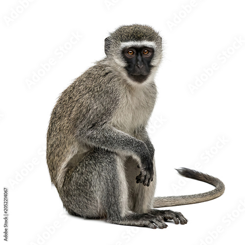 Vervet Monkey Sitting Isolated
