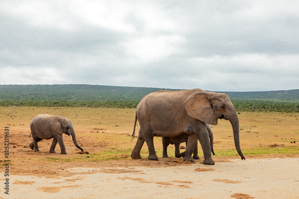 Fototapeta premium Elephant in Addo Elephant Safari Park