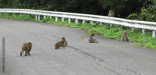 道路にいる野生のニホンザルの群れ