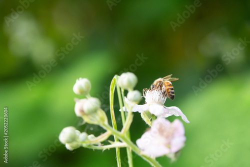 Honey bee or honeybee eats nectar and pollen from flower, close up of eusocial flying insect, pollination of plants, apis mellifera