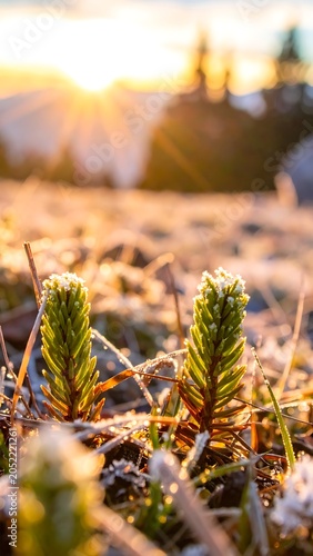 Young Pine Sprouts in Frosty Morning.