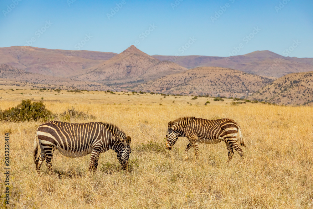 Fototapeta premium Mountain Zebra grazing in grassland in Game Reserve