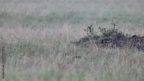 A leopard moves low through tall grass at first light, its head just visible above the seed heads - Masai Mara National Reserve, Kenya | African safari wildlife nature documentary 4K B-roll