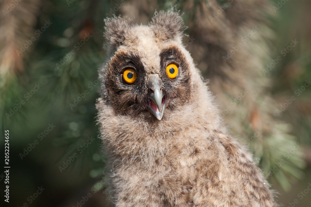 Naklejka premium great grey owl