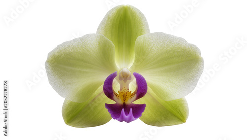 Fotografie Pale green orchid flower with purple center