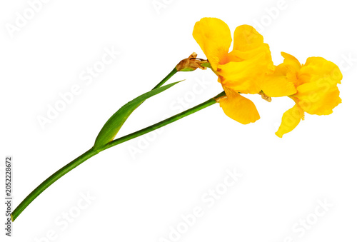 Yellow iris flower isolated on white background