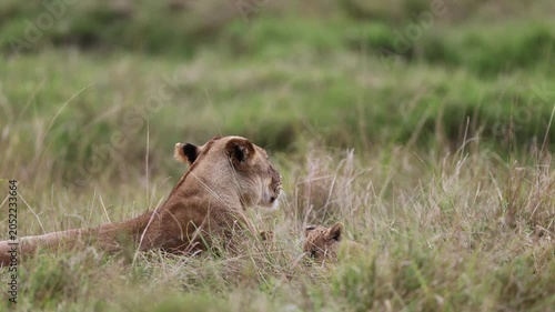 A lioness rests in soft green grass with her cub beside her, raising her head to look out - Masai Mara National Reserve, Kenya | African safari wildlife nature documentary 4K B-roll
