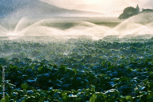 Irrigation system spraying water over lush green crop field with mountains and misty landscape in the background during early morning light
