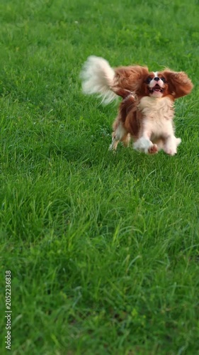Happy Cavalier dog running on grass. Cute active puppy playing outdoors in summer park. Domestic pet care, canine loyalty and dog-friendly lifestyle concept, active walk in nature