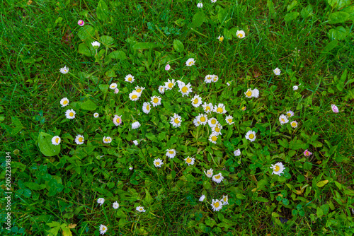 An overhead view of a cluster of white flowers with yellow centers on bright green grass. Common Daisies, Bellis perennis