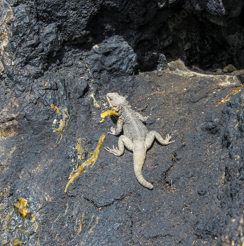 Close up view of a grey and beige lizard lying on a dark rock. Caucasian agama, Paralaudakia caucasia