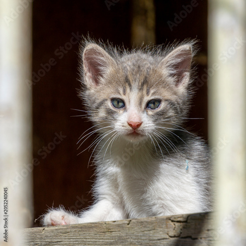 A portrait of a beige kitten with a white chest, gray eyes, and long, curious eyes peering out from behind a shelter. A dark, blurred background is in the background.
