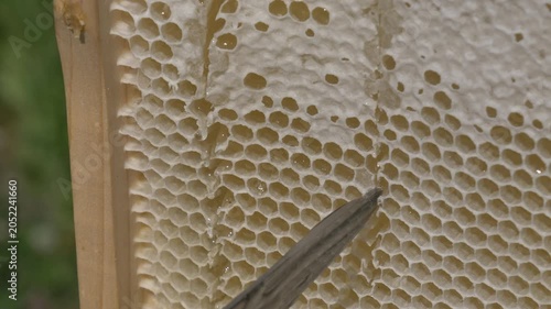 White European woman with honey frame from hive, fresh organic private apiary honeycombs.