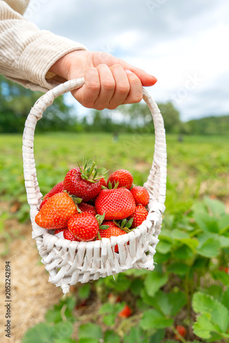 Vertical view of kid holding strawberry basket outdoors
