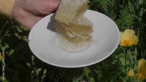 Fresh honey from private garden apiary on plate, organic product, blooming flowers background.