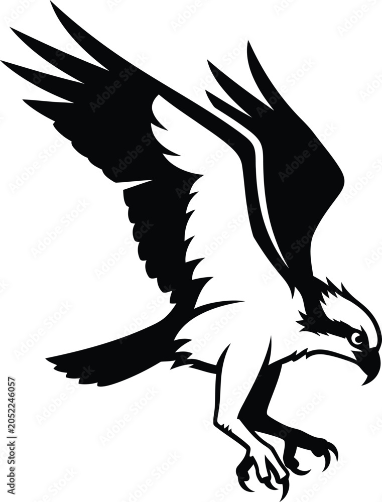 Fototapeta premium Black eagle bird flying with sharp talons