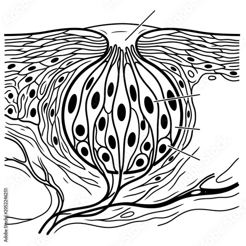 Science of sensory organs skin and parts of the human five senses