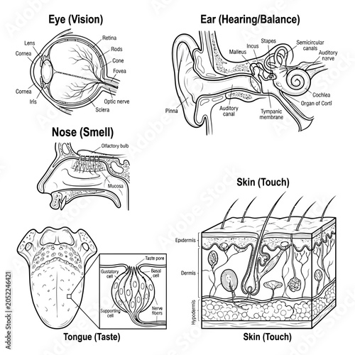 Obraz na plátne Science sensory organs including parts of eye nose ears skin and hair