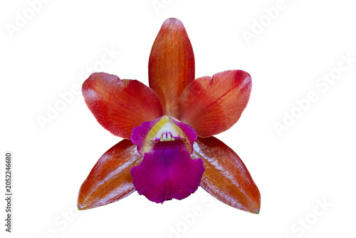 Close up of beautiful red cattleya chocolate drop orchid flower with isolated on transparent background, PNG
