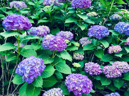 Beautiful blue and purple hydrangeas