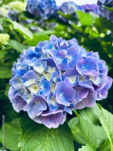 Beautiful blue hydrangea