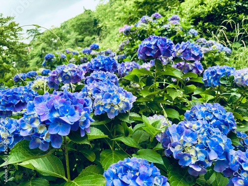 Beautiful blue hydrangeas
